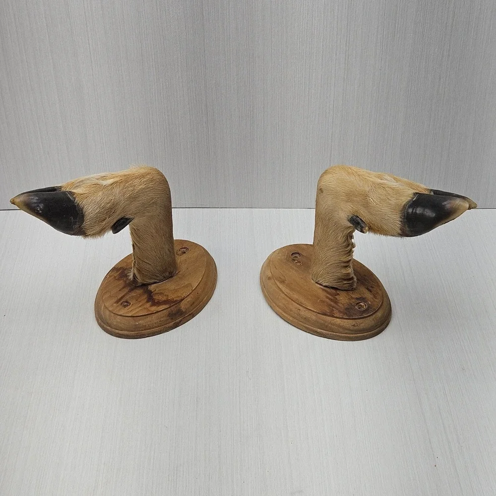 N/A authentic taxidermy